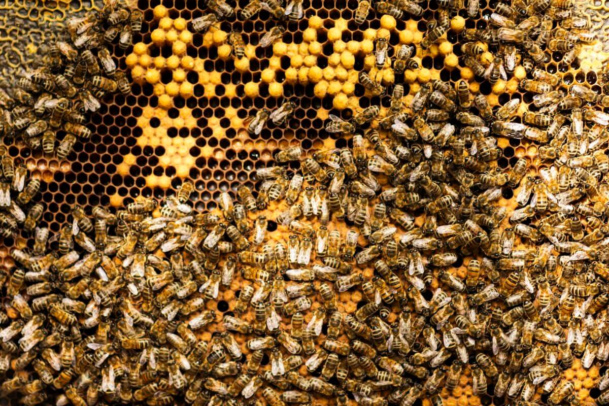 Kilka słów o żywieniu pszczół miodnych